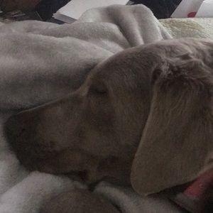 Meet your Posher, Nancy